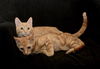 Garfield *BONDED WITH SIMBA*