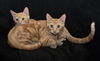 Garfield *BONDED WITH SIMBA*