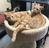 Garfield *BONDED WITH SIMBA*