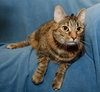 Roxie the Friendly Girl