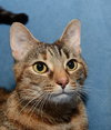 Roxie the Friendly Girl