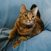 Roxie the Friendly Girl