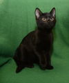 Doom *BONDED WITH EDGAR*