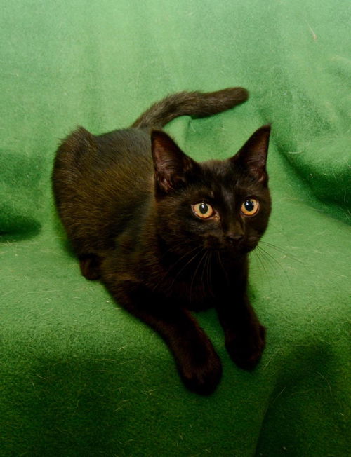Edgar *BONDED WITH DOOM*