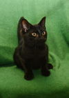 Edgar *BONDED WITH DOOM*