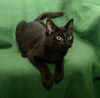 Edgar *BONDED WITH DOOM*
