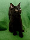 Edgar *BONDED WITH DOOM*