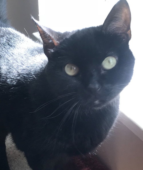 Lucky *FRONT DECLAWED SENIOR*