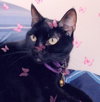 Lucky *FRONT DECLAWED SENIOR*