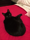 Lucky *FRONT DECLAWED SENIOR*