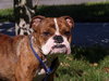 Nina ~ the Bulldog