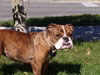 Nina ~ the Bulldog