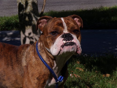 Nina ~ the Bulldog