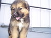 Greece the Tervaren Puppy