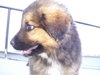 Greece the Tervaren Puppy