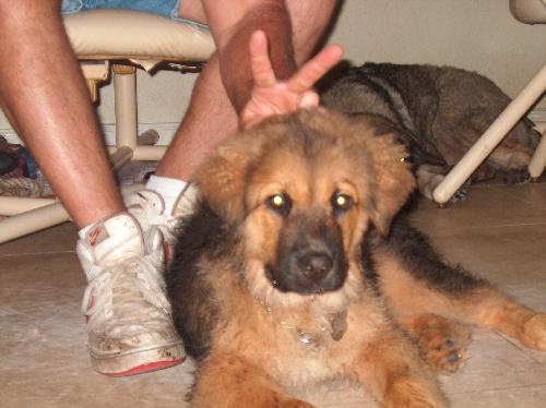 Greece the Tervaren Puppy