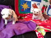 Jolly BONDED with Holly