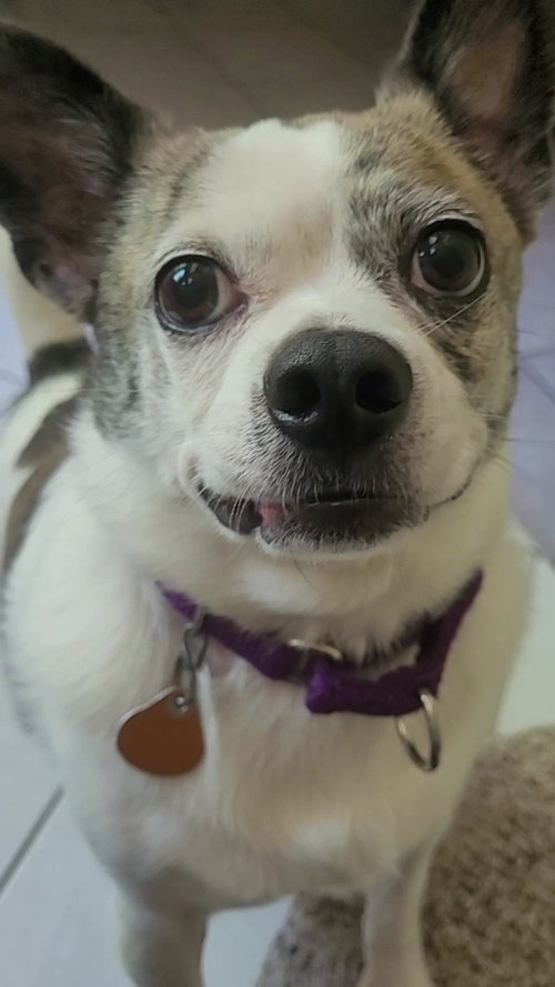 Poppy