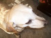 Chancey the Yellow Lab