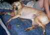 Chancey the Yellow Lab