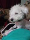 Mookie