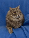 Finnegan