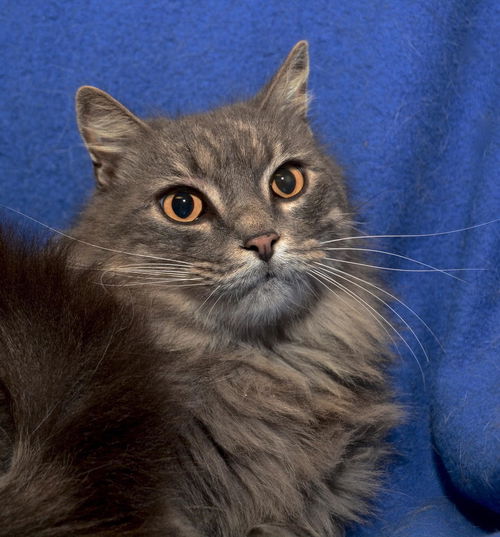 Finnegan