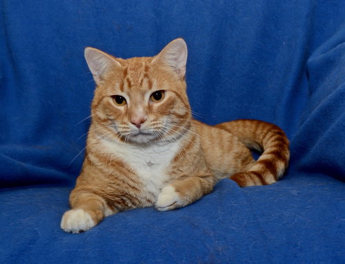 TJ ~ the playful boy!