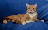 TJ ~ the playful boy!