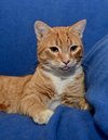 TJ ~ the playful boy!