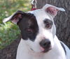Shelly Belly the Bull Terrier