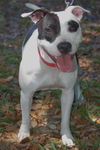 Shelly Belly the Bull Terrier