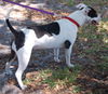 Shelly Belly the Bull Terrier