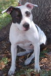 Shelly Belly the Bull Terrier
