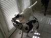 Shelly Belly the Bull Terrier