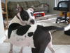 Shelly Belly the Bull Terrier