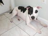 Shelly Belly the Bull Terrier