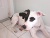 Shelly Belly the Bull Terrier