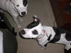 Shelly Belly the Bull Terrier