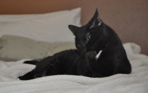 Twiggy the Talking Tuxedo Girl (Video)