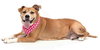 Roxy ~ the lab blend