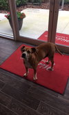 Roxy ~ the lab blend