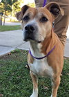 Roxy ~ the lab blend