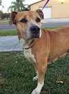 Roxy ~ the lab blend