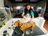 Roxy ~ the lab blend