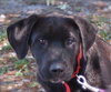 Koa the Aussie-Lab