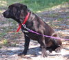 Koa the Aussie-Lab