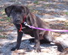 Koa the Aussie-Lab