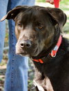 Koa the Aussie-Lab