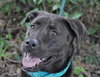 Koa the Aussie-Lab